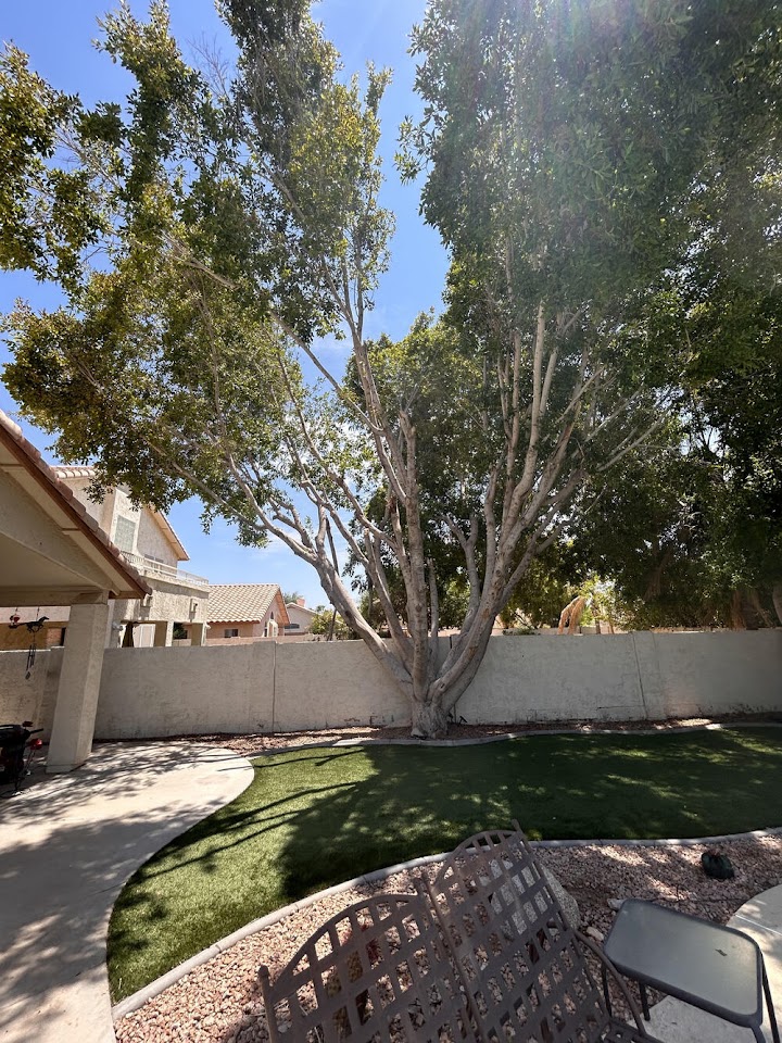 Sonoran Lawn project