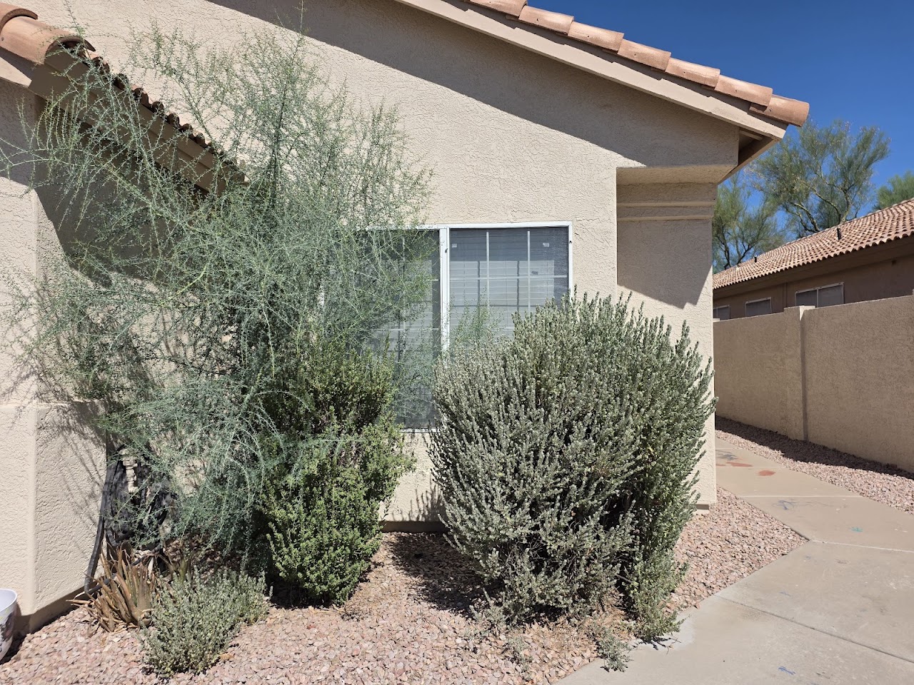 Sonoran Lawn project